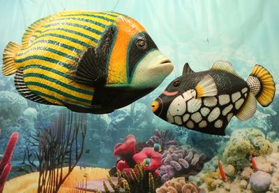Fish Emperor   Striped   horizontal