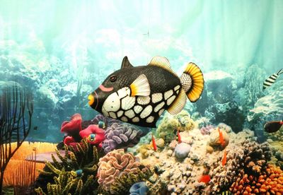 Fish  Bigspotted Trigger- / Clown Triggerfish