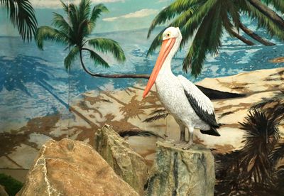 Pelican on a rock