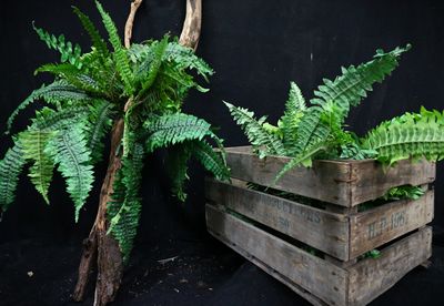 5 Plants Ferns in Crate