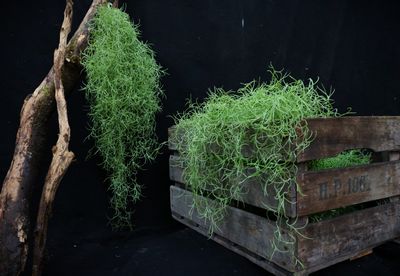 5 Plants  Spanish Moss   in Case