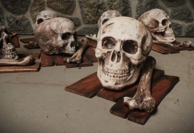 Skull Human with Bone