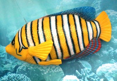 Poisson-ange duc,  Rayures Blanches, Bleues et Jaune