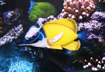 Fish, Butterfly-
