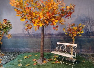 Maple Tree  in  Yellow and Orange