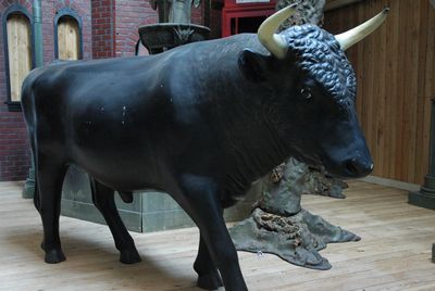 Bull Black life size