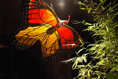 Butterfly Kite Small