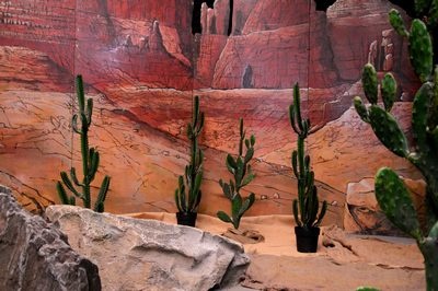 Cactus   Small