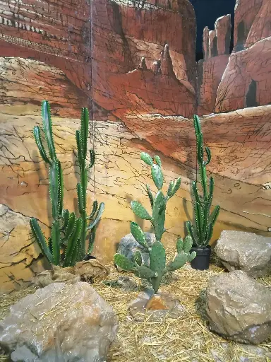 Cactus Small