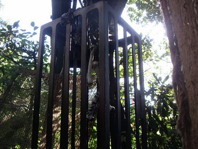 Iron Cage  with  Bones