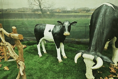 Calf,  life-size, black/white