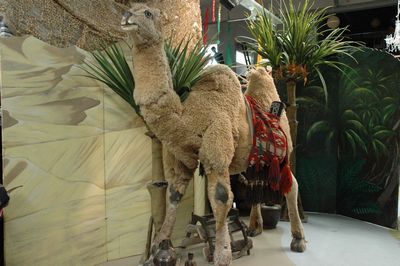 Camel   life-size