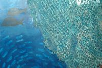 Piece  of  Camouflage net, Blue