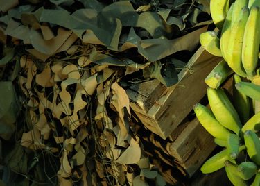 Camouflage net Green  Pieces  in Crate