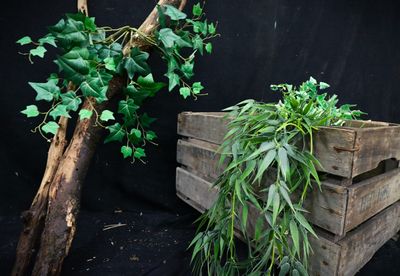 5 Plants Mixed in a Crate