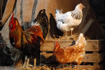 Chicken