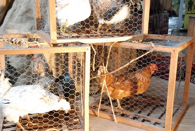 Chicken    attached in a Cage 