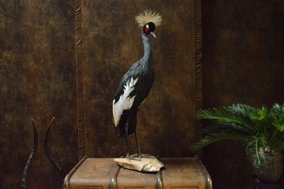 Grey-Crowned-Crane   stuffed