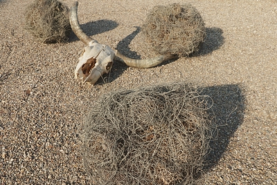 Tumble Weed Ball Desert Plant