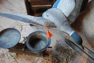 Duck, life-size  flying