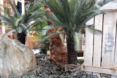 Cycad, Leather-leaf-Fern small