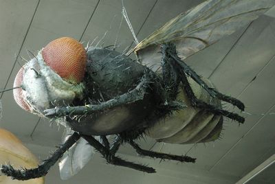 Fly   XL