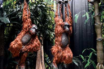 Ape Orangutan lifesize