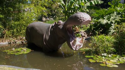 Hippopotamus  life size