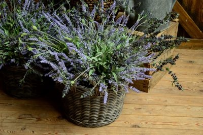 Lavender in Basket