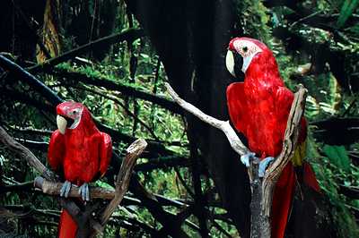 Parrot Red Large, on a Branche