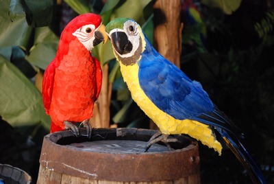 Parrot, feathers
