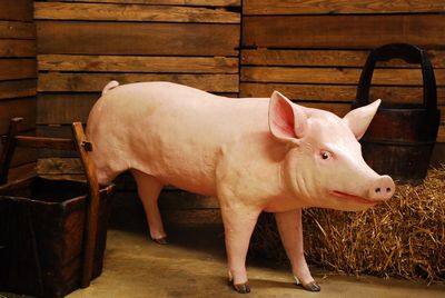 Pig, life-size