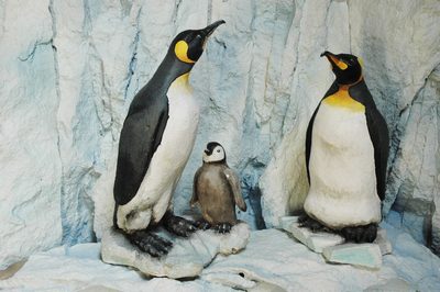 Penguin, life-size Emperor. Sitting Down