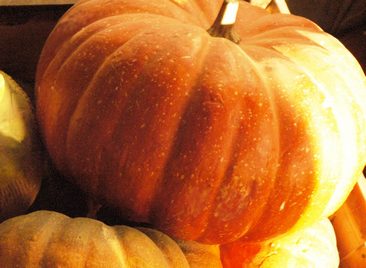 Pumpkin, large