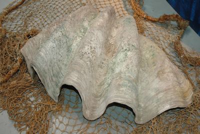 Shell, Large,  Giant Clam