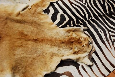 Hide of a Lioness      real 