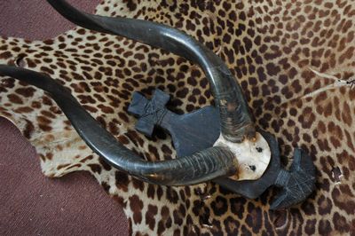 Hide of a  Panther (printed)