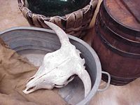 Skull, Cow