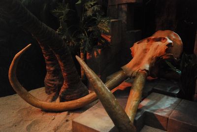 Skull, Mammoth with Tusks