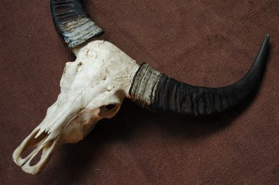 Skull, Waterbuffalo