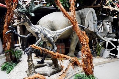 Eucalyptus Tree without leaves