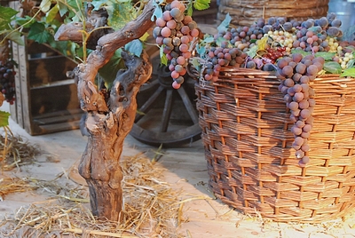 Vine  Basket filled with Grapes