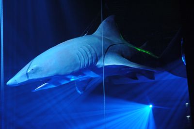 Shark  a Great-White   life size 5m30