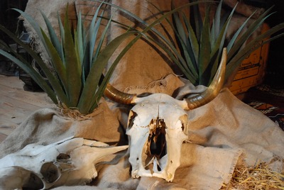 Yucca-plant