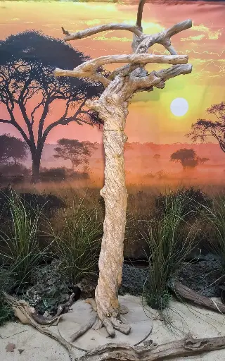 Boom, een echte koffieboom