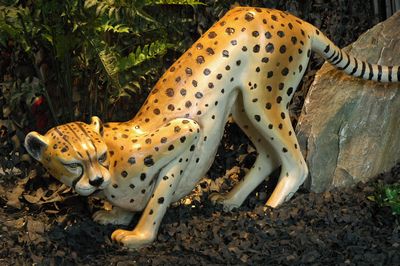 Cheetah life size